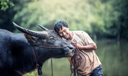 The Tale of the Cow and the Bag: A Lesson in Ownership