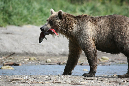 The Bear's Greedy Fishing