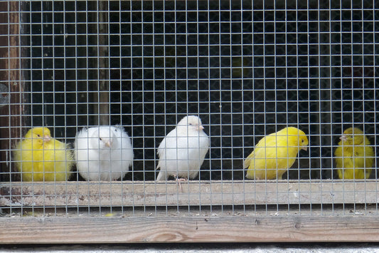 Freedom and Happiness