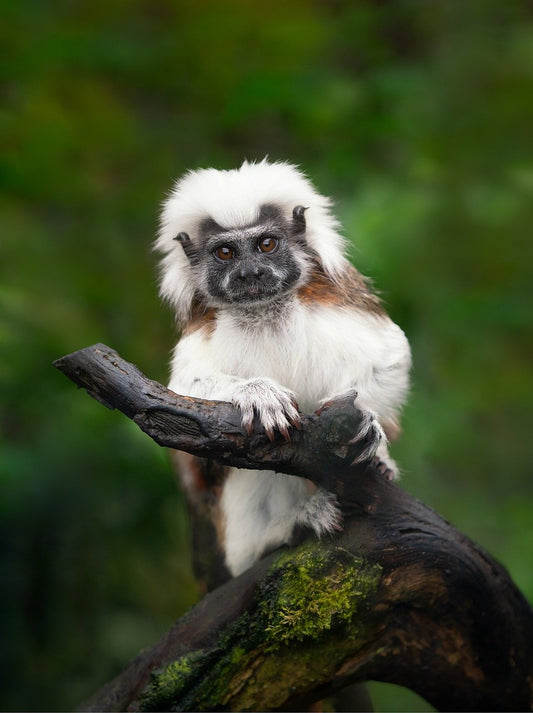 The Spiritual Significance of Animals: Messengers of the Soul