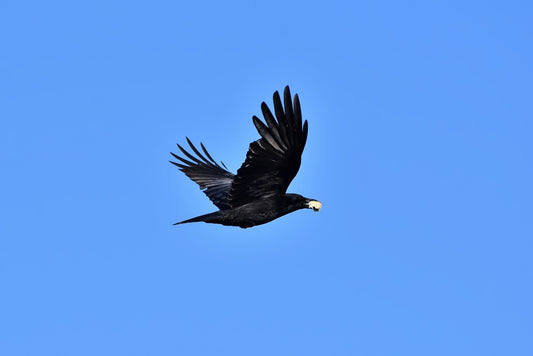 The Crow's Lesson: Letting Go of Attachments