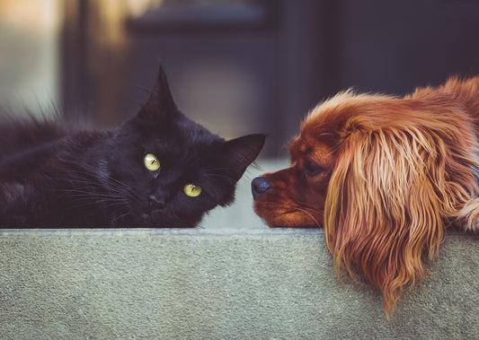 The Cat's Offer: A Tale of Dependency