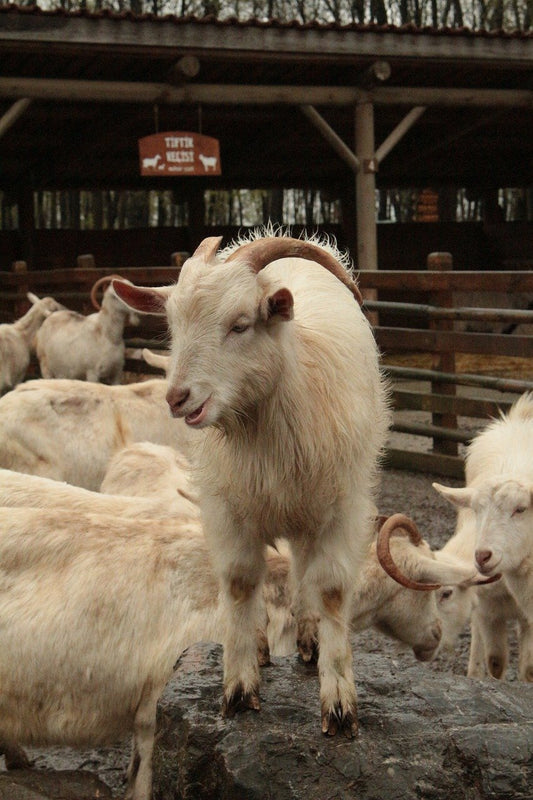 The Case of the Missing Goat Number 3