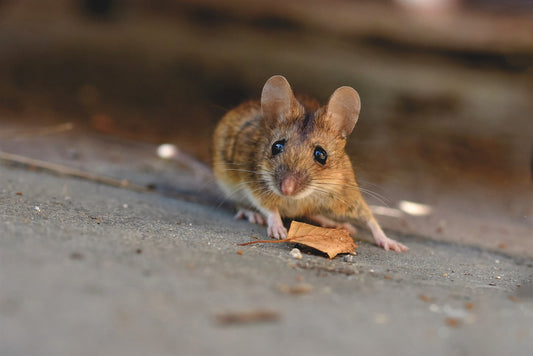 The Lion and the Mouse