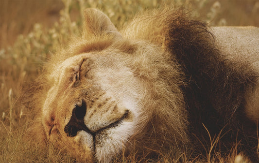 The Old Lion's Offer: A Tale of Greed