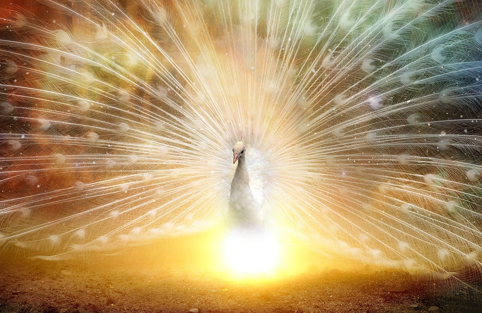 An Introduction to Auspicious Photos