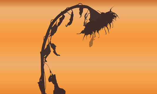 Death & Dying: A Spiritual Perspective on Life's Final Transition