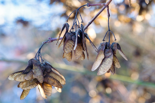 The Catalyst for Progress: Cutting Down the Legume Tree