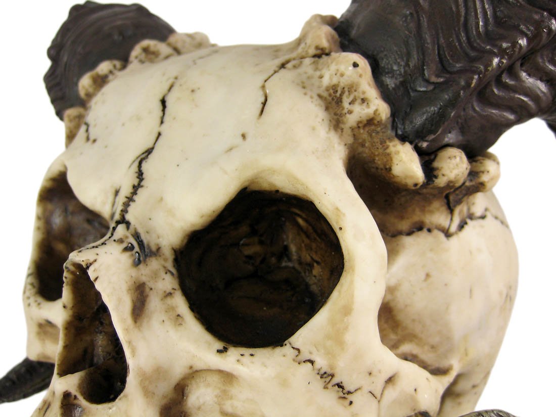 Skull of the Horned Beast Statue – Detailed Ram-Horned Skull with Vampire Fangs – Cold Cast Resin Nightmare Creature Sculpture 3