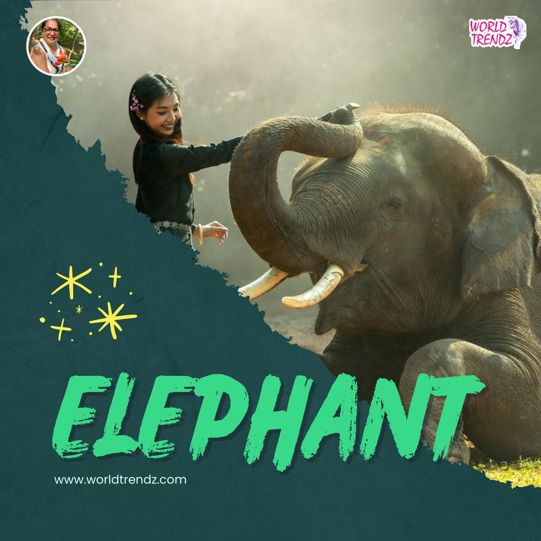 The Next Big Thing in Elephant