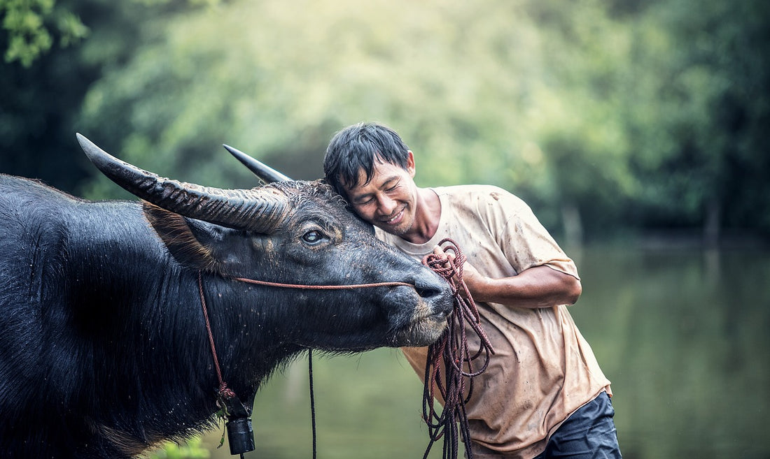 The Tale of the Cow and the Bag: A Lesson in Ownership