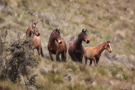 Why You Should Spend More Time Thinking About Horse