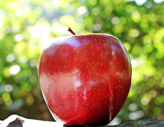God's Orchard: Trusting in Divine Timing