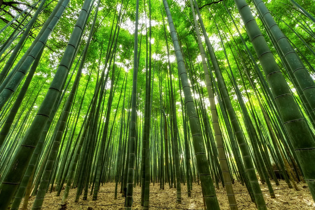 The Wisdom of Bamboo: A Lesson in Resilience