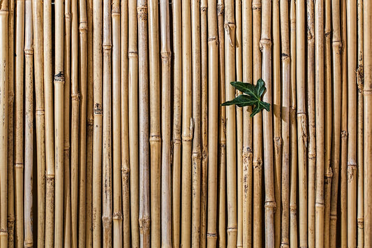 Bamboo Is So Famous, But Why?