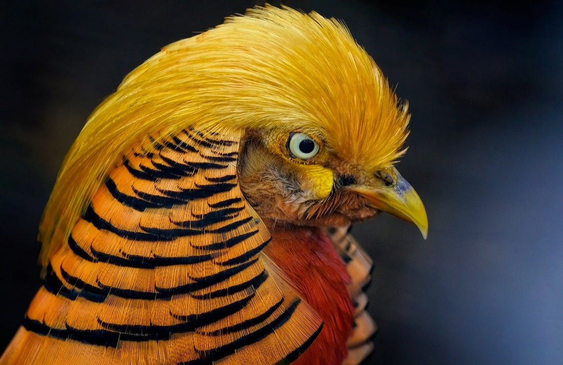 The Bird's Golden Feather