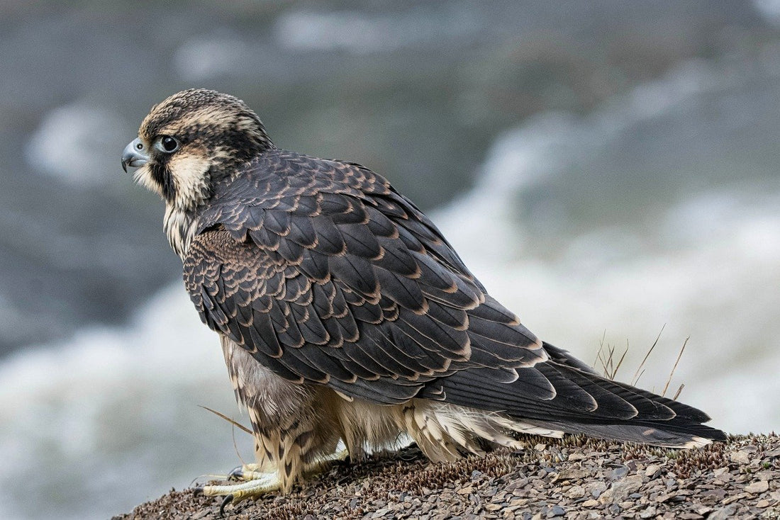 The Falcon Among Chickens: Embracing Your True Nature