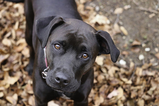 Pets and Spirituality: Exploring the Divine Connection