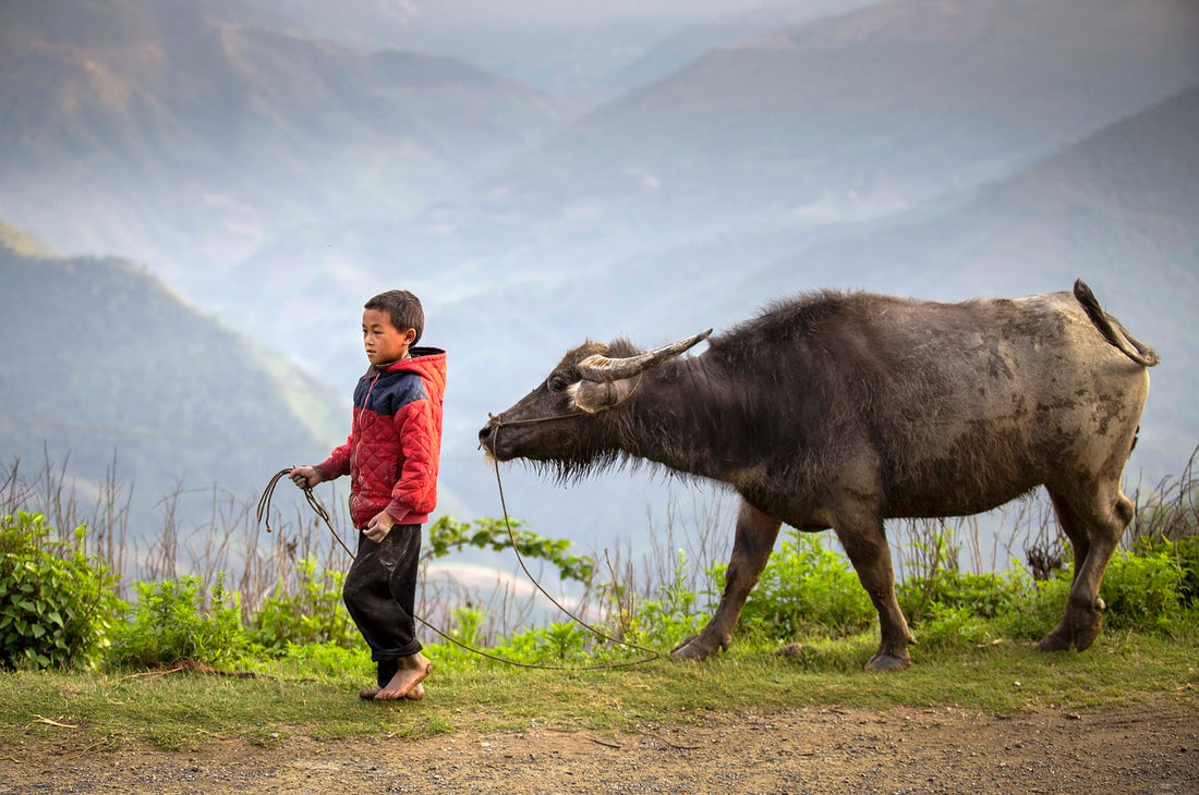 The Lost Buffalo: A Tale of Laziness and Redemption