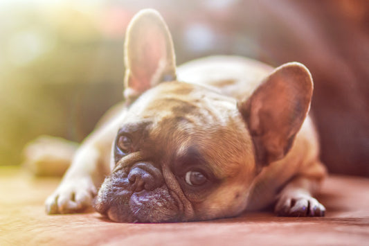 The Pricking Nail and the Crying Dog