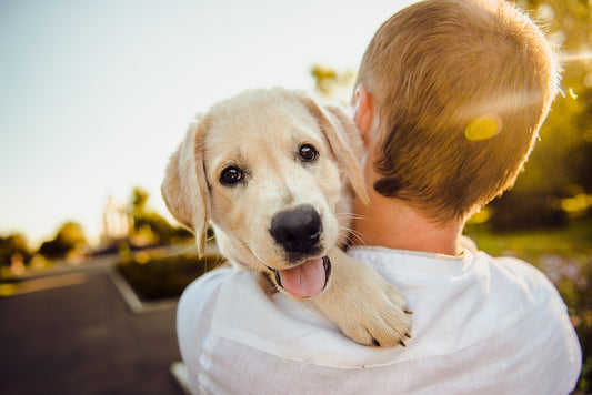 The Farmer, His Dog, and the Path of Distractions
