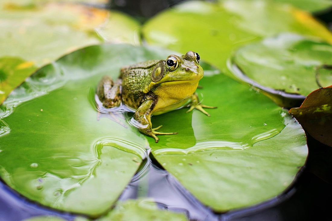 The Deaf Frog's Triumph: Ignoring the Critics