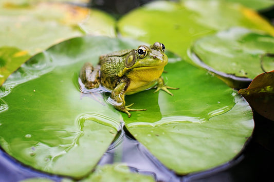 The Deaf Frog's Triumph: Ignoring the Critics