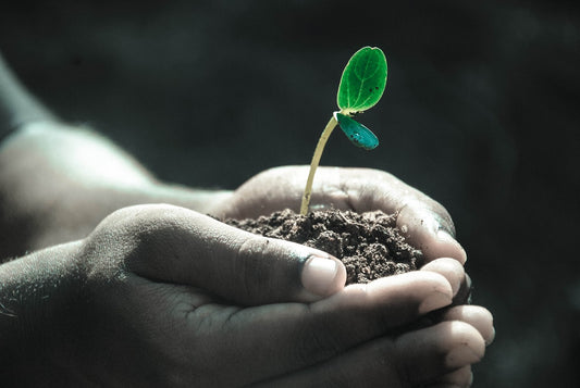 The Saint and the Young Man: Uprooting Bad Habits