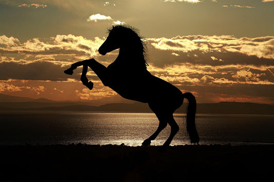 The Lost Horse: A Tale of Inner Happiness