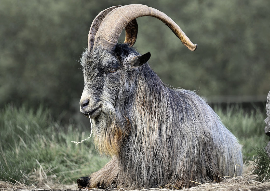 The Greedy Shepherd's Lesson