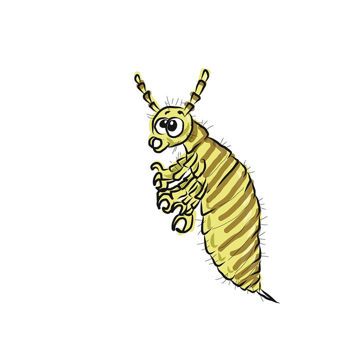 Surprising Facts About Lice