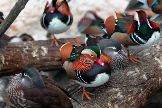 Compelling Reasons Why You Need Mandarin Ducks