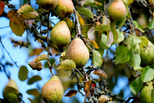 The Pear Tree Lesson: A Tale of Seasons and Wisdom