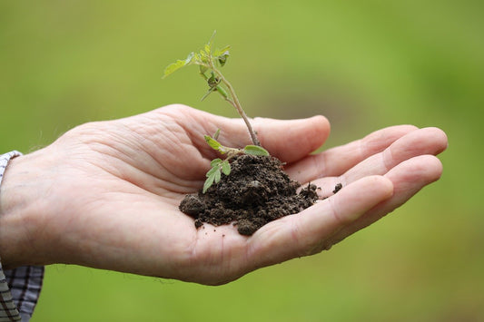 Lessons from a Grandfather's Garden: Facing Challenges on the Path to Success
