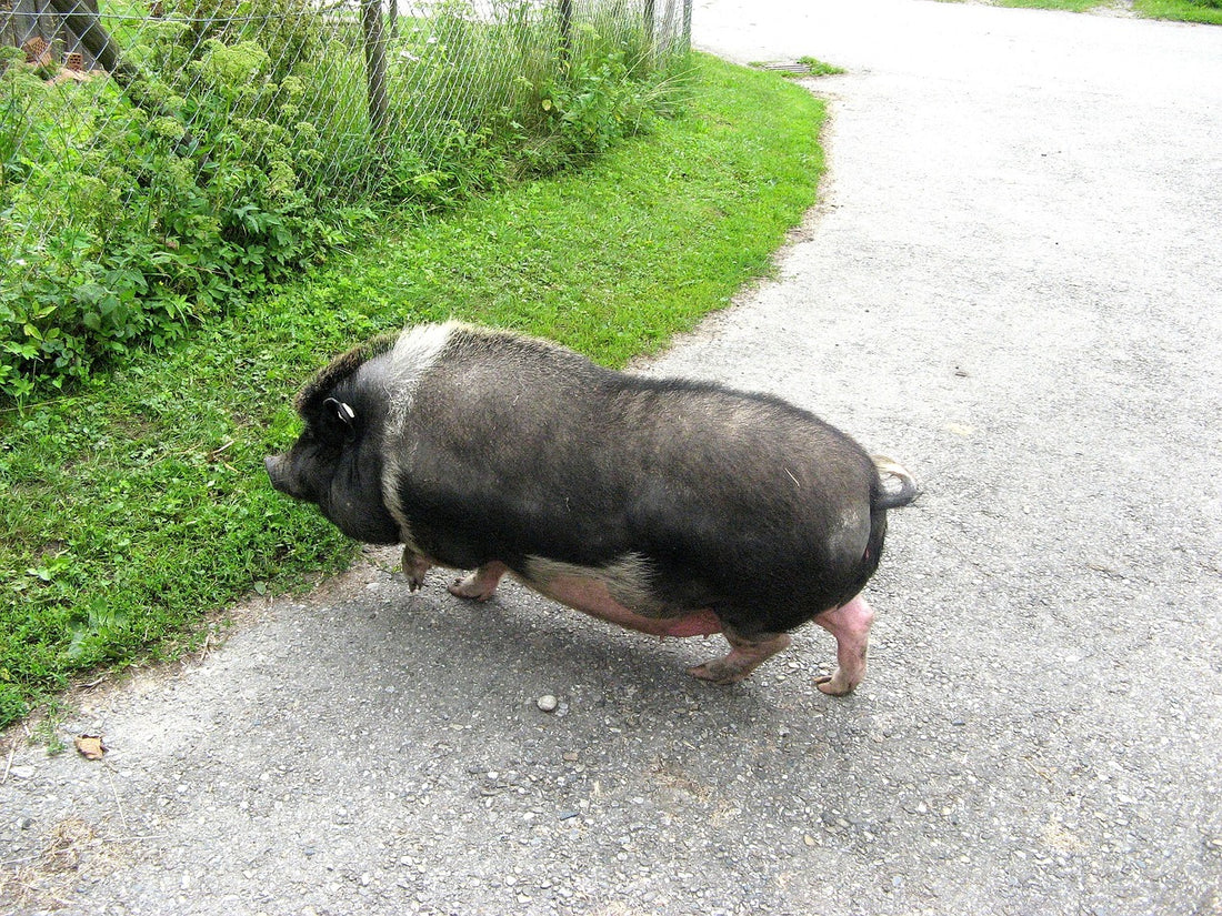 The Pig and the Sheep: Understanding Perspectives