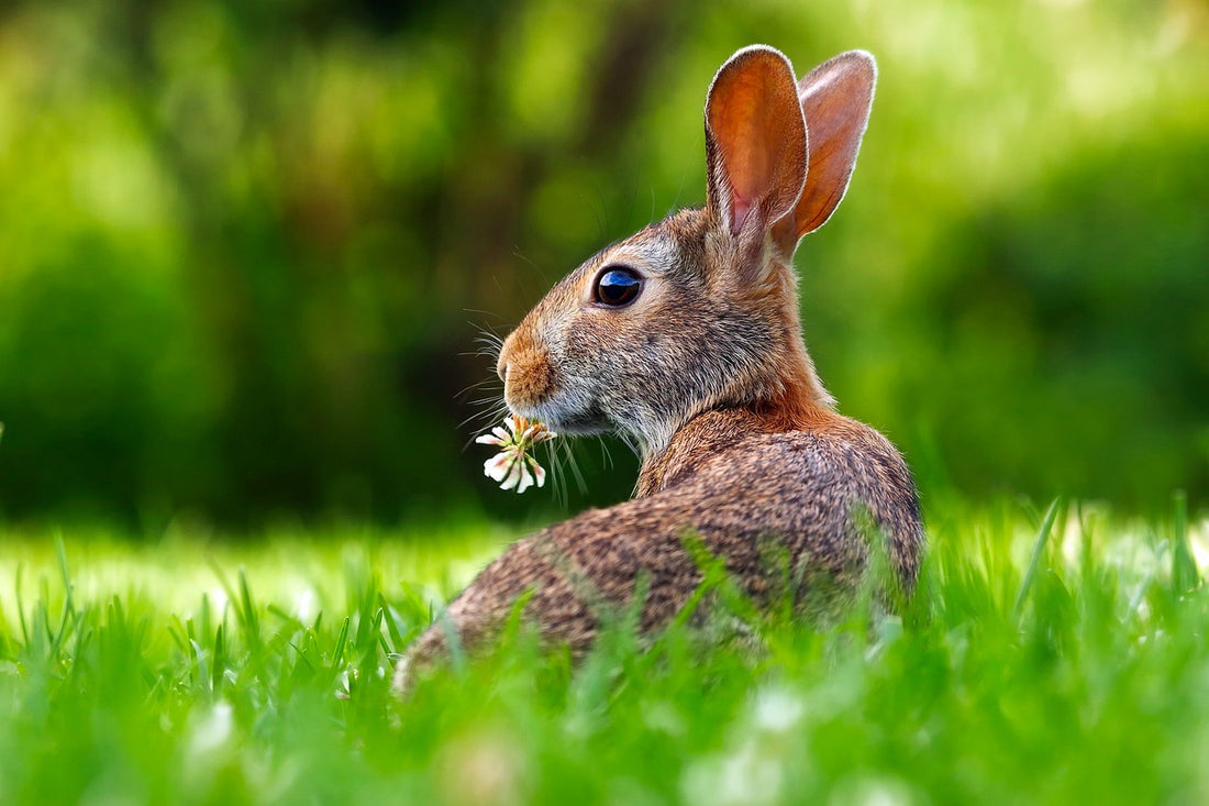 The Rabbit's Revelation