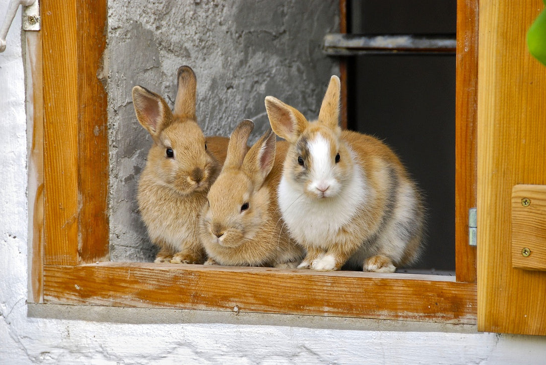 The Courageous Rabbits and the Lesson from Frogs