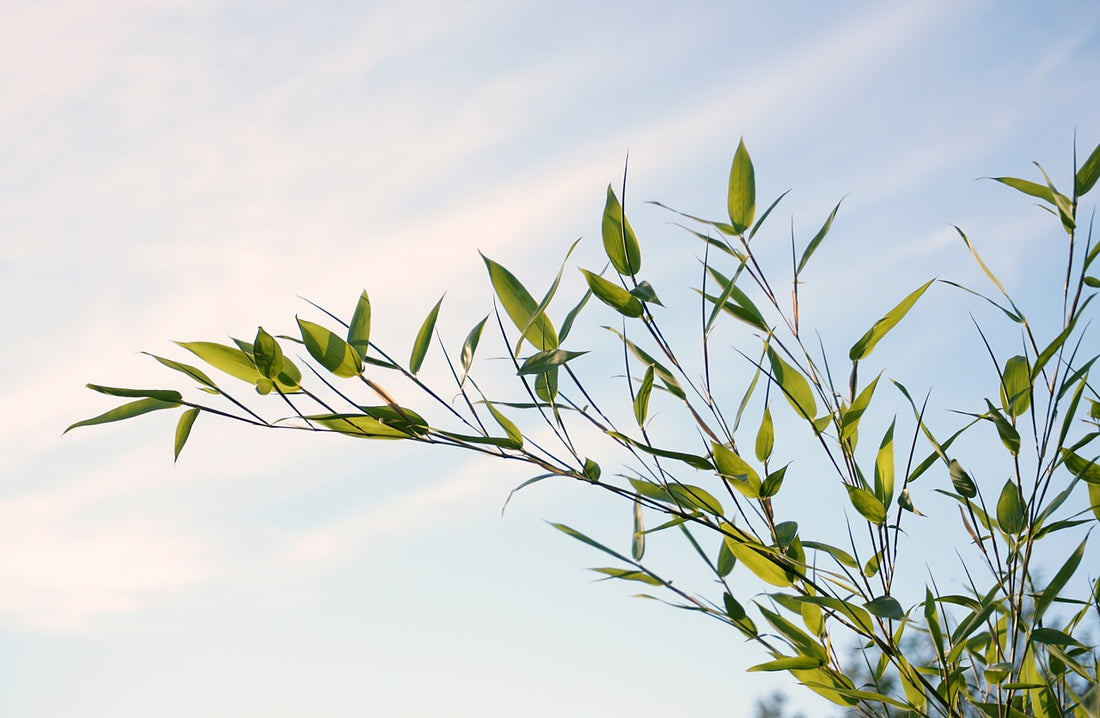 The Tale of Grass and Bamboo: Finding Hope in Struggle