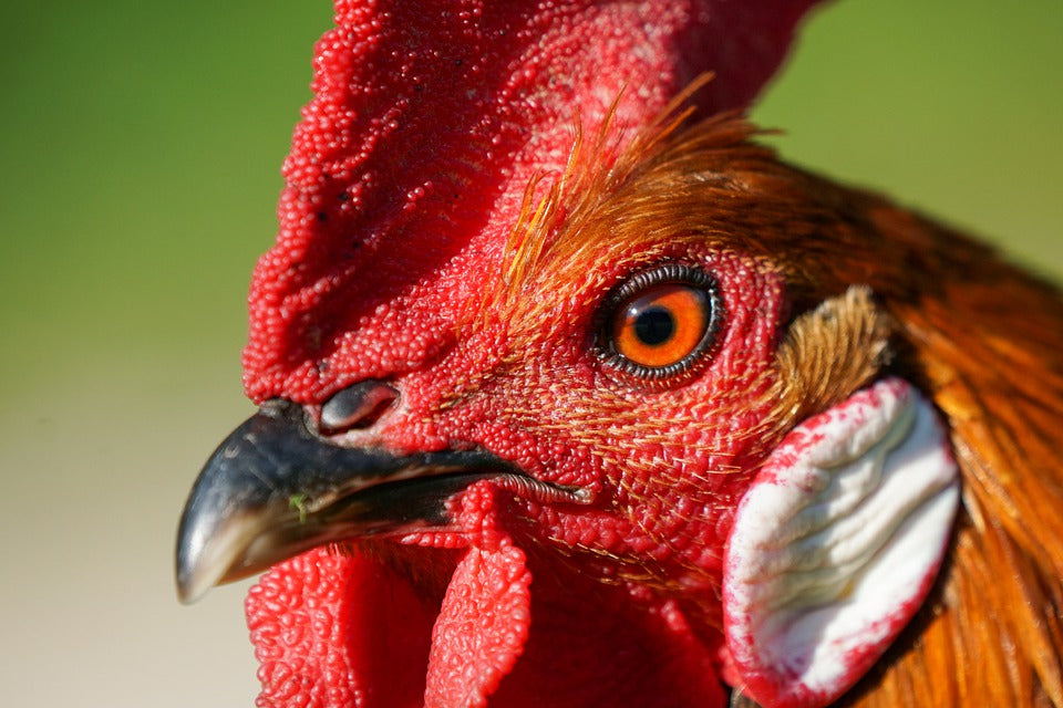 Don't Make This Silly Mistake With Your Rooster
