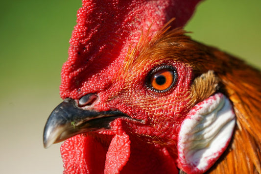 Don't Make This Silly Mistake With Your Rooster