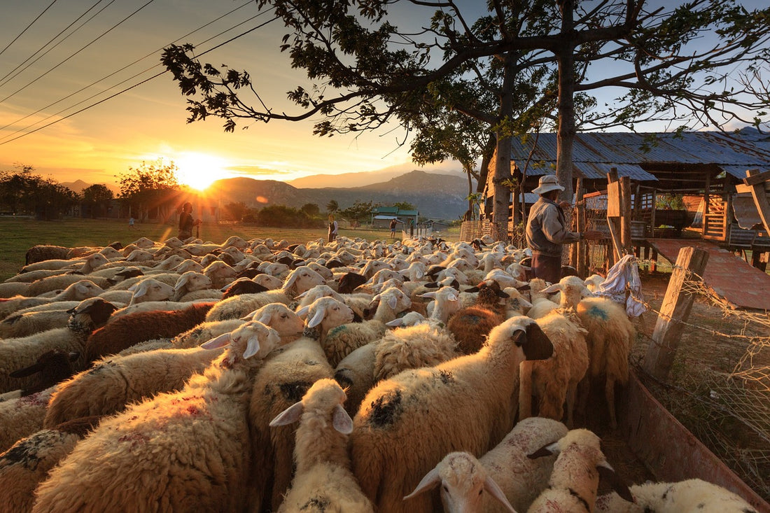 The Shepherd's Lesson: A Tale of Greed and Consequence