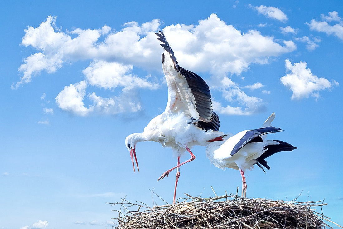 The Stork and the Farmer: A Lesson in Self-Reliance