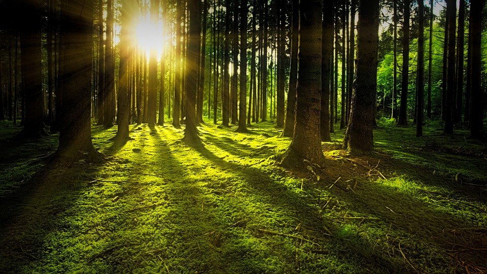 Things Everyone Gets Wrong About Green Trees