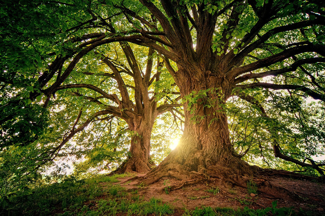 The Power of Positive Thinking: A Fable of Desires
