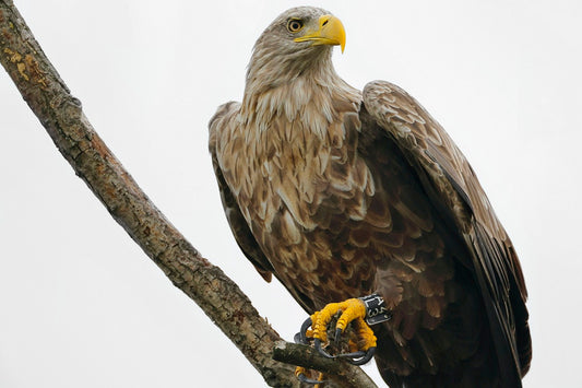 The Eagle on the Branch: A Parable of Comfort Zones